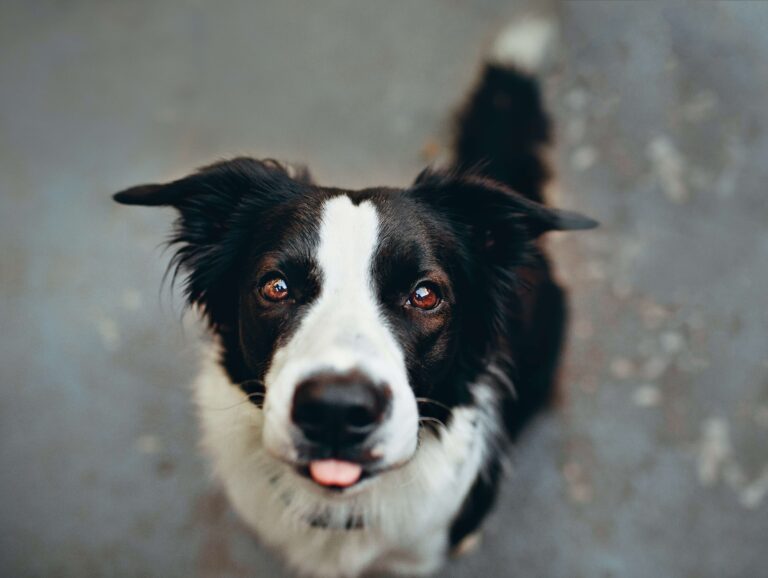 Are Border Collies High Maintenance Dogs? The Requirements