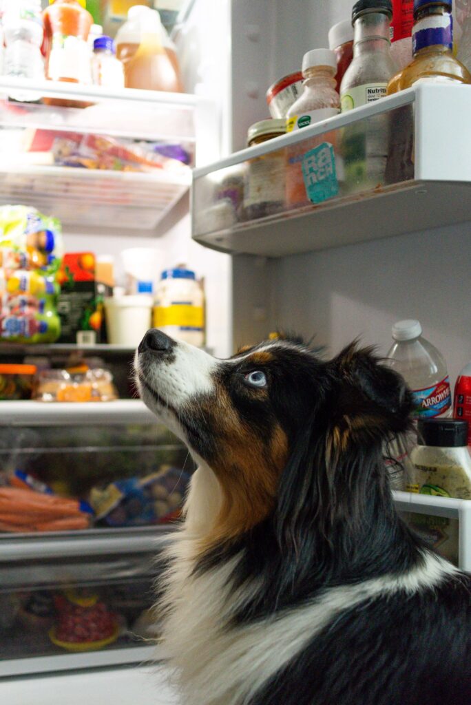 Can Border Collies Eat Vegetables