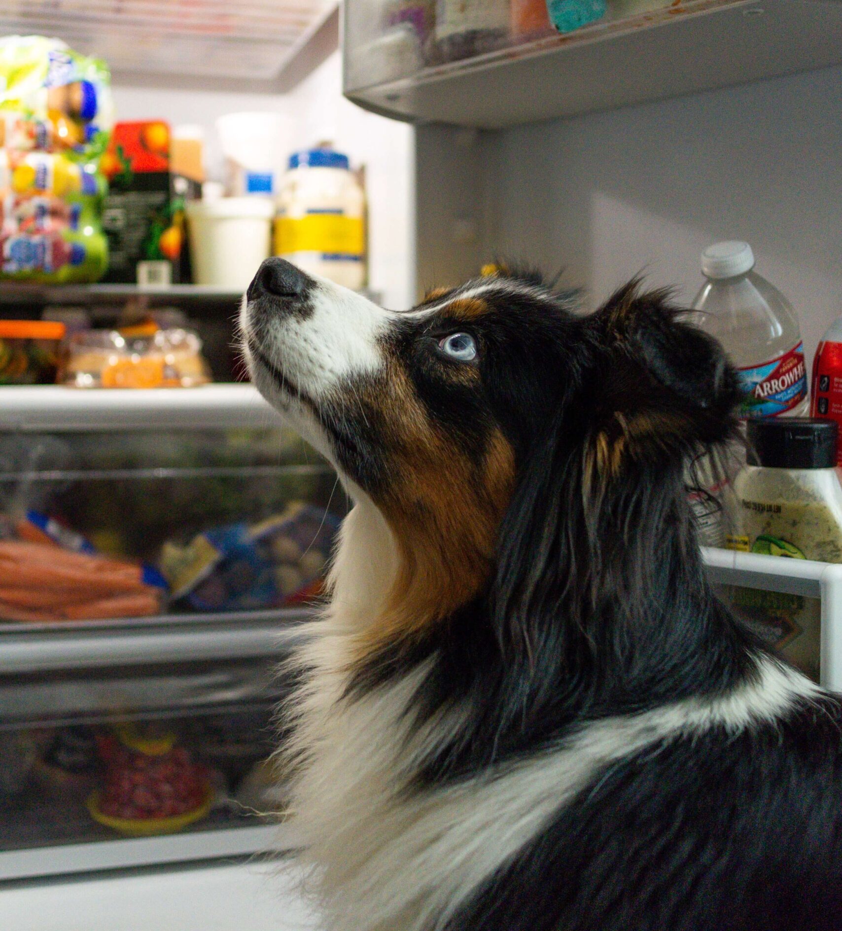 can border collies eat vegetables