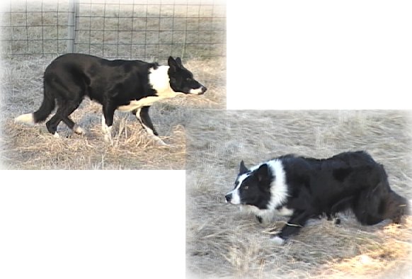 are border collies double coated 3