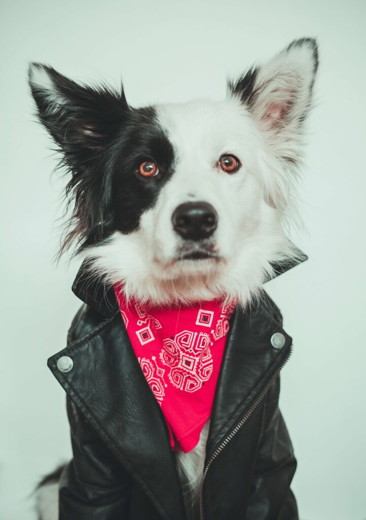 Are Border Collies Double Coated