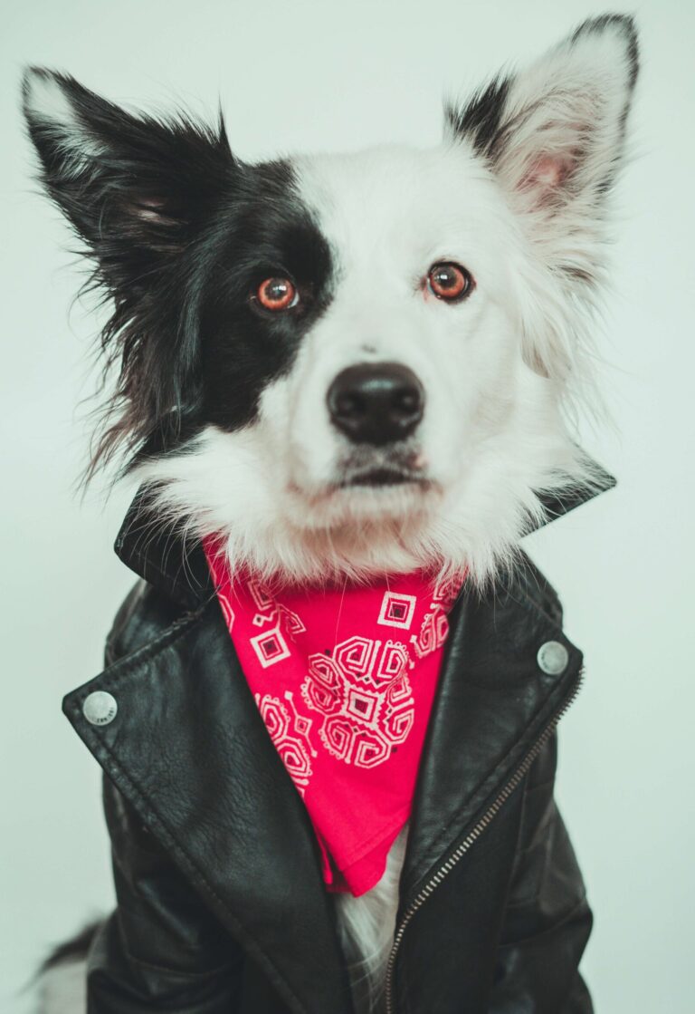 Are Border Collies Double Coated? Your Dogs Natural Insulation Mechanism