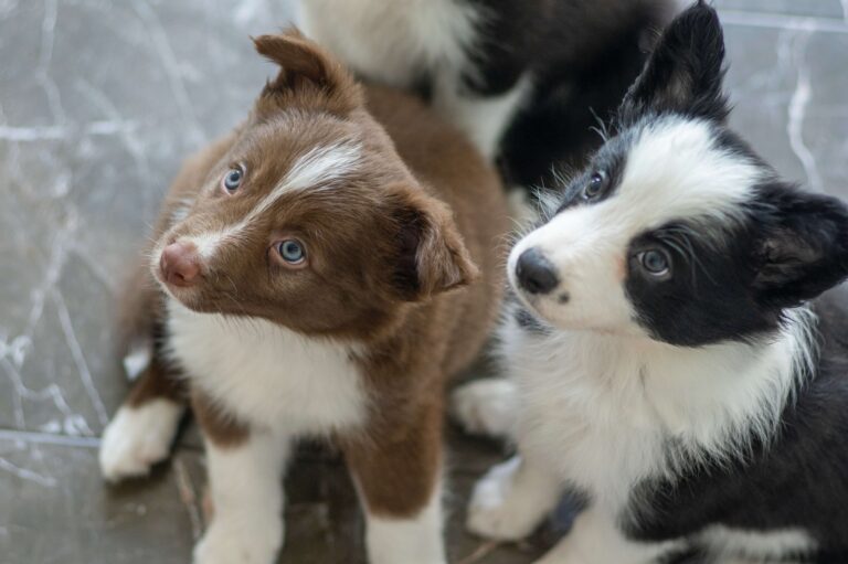 When To Neuter A Border Collie? The #1 Best Option