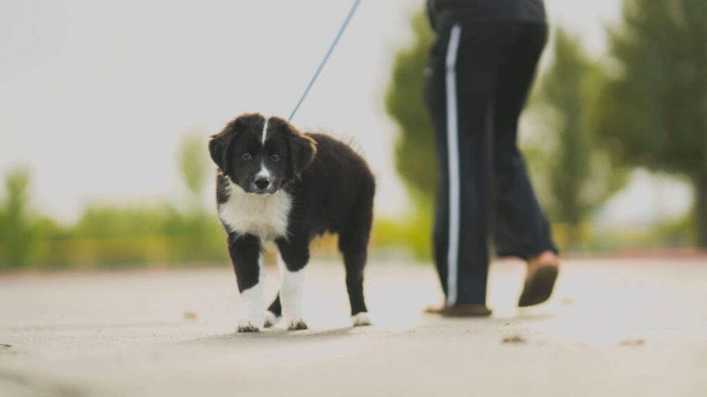 When To Spay A Border Collie