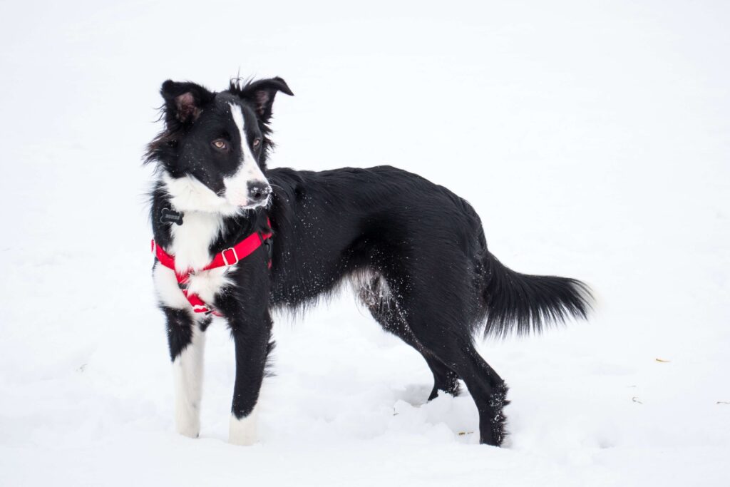Are Border Collies Good Hunting Dogs