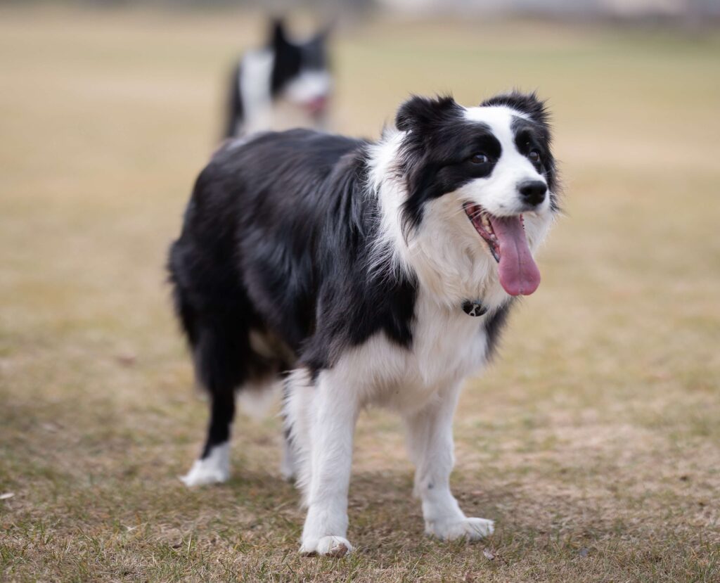 Are Border Collies Good Hunting Dogs 2
