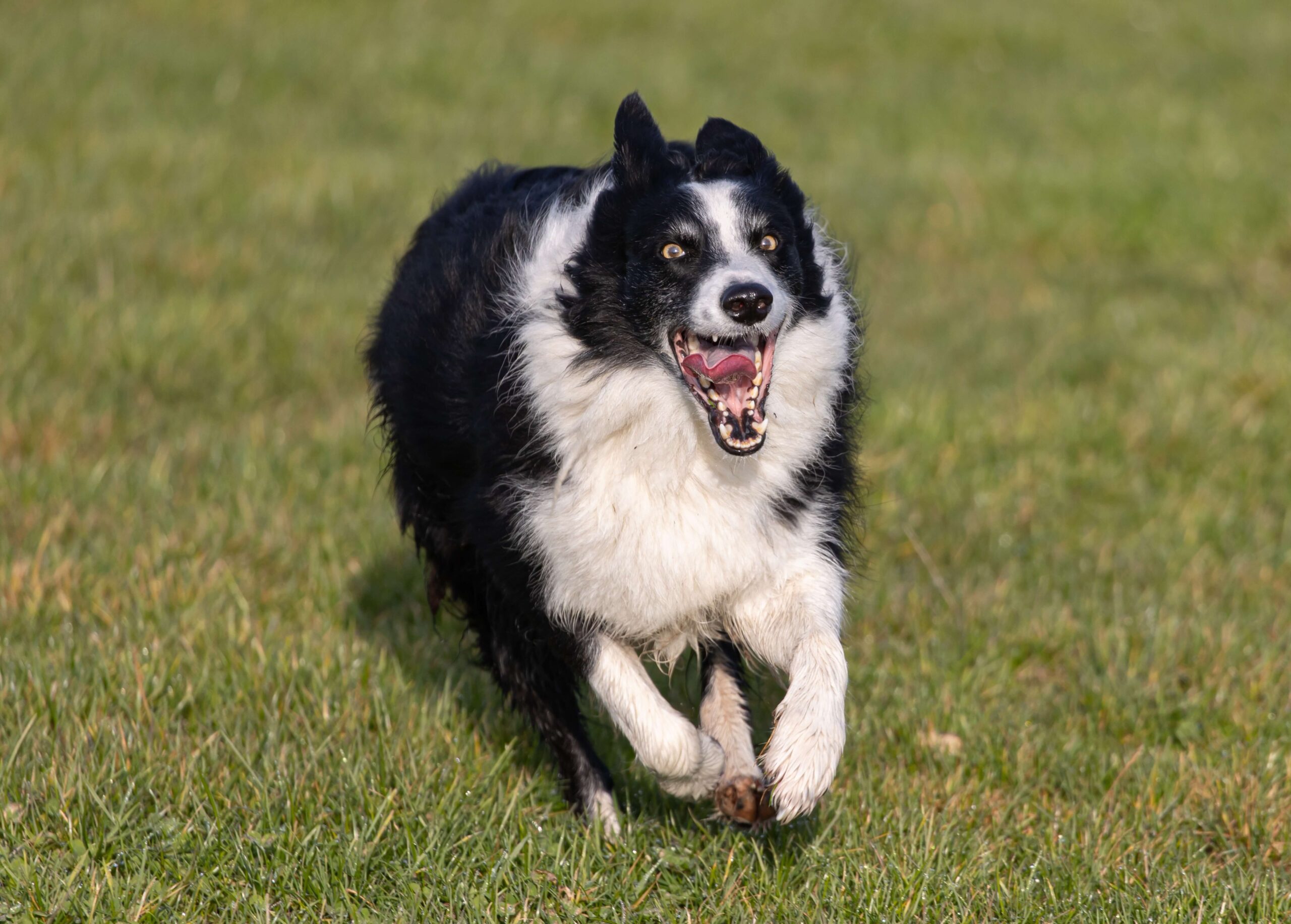 are border collies good off leash