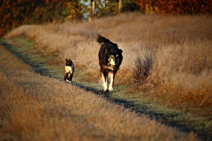 Are Border Collies Good With Cats? The Truth