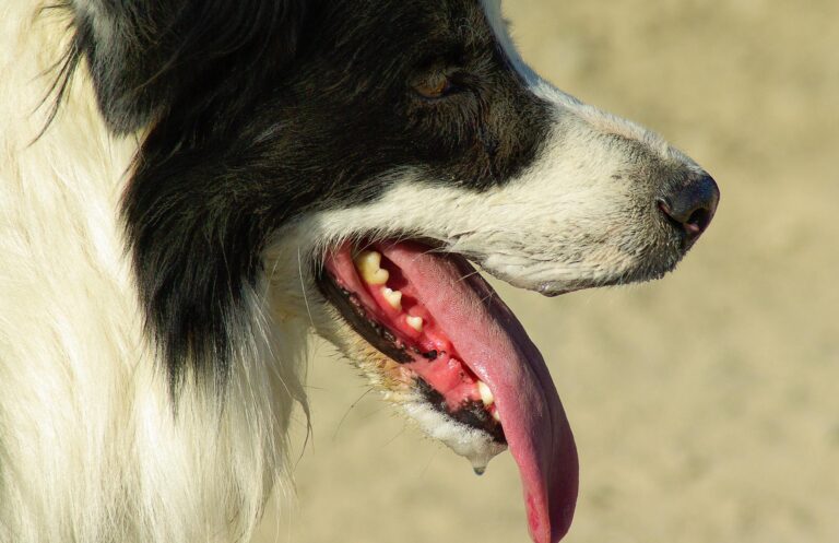 Do Border Collies Drool? How Much Is Too Much?