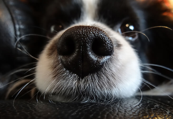 Do Border Collies Reverse Sneeze? (And How To Deal With It)