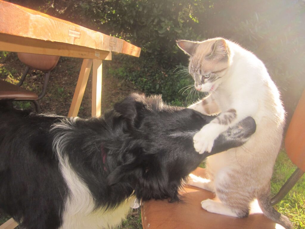 Are Border Collies Good With Cats 2