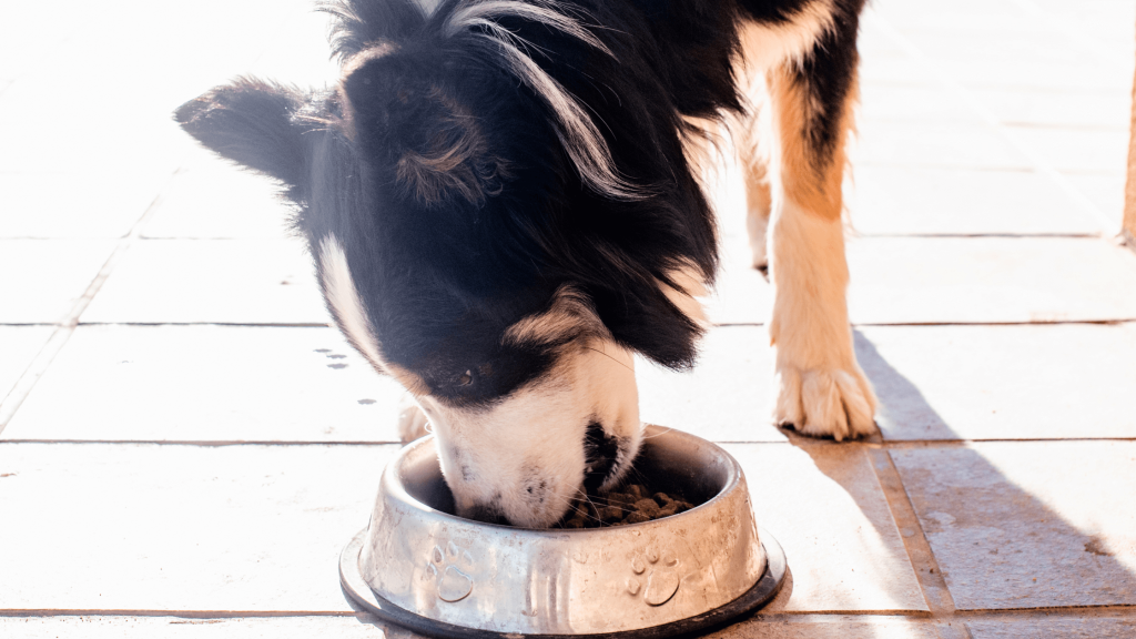 Best food for non working border collie 3