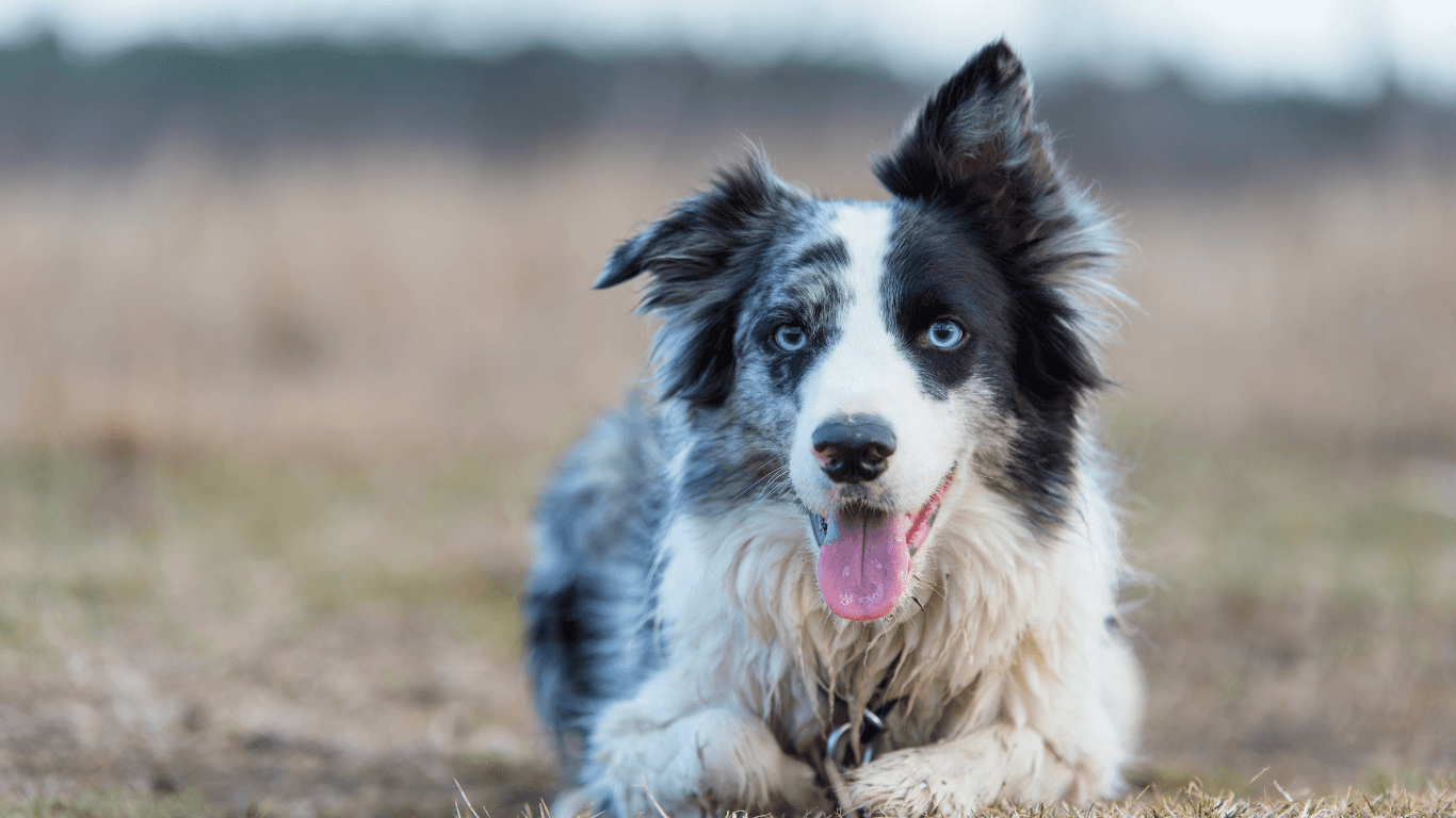 Best Harness For Border Collies