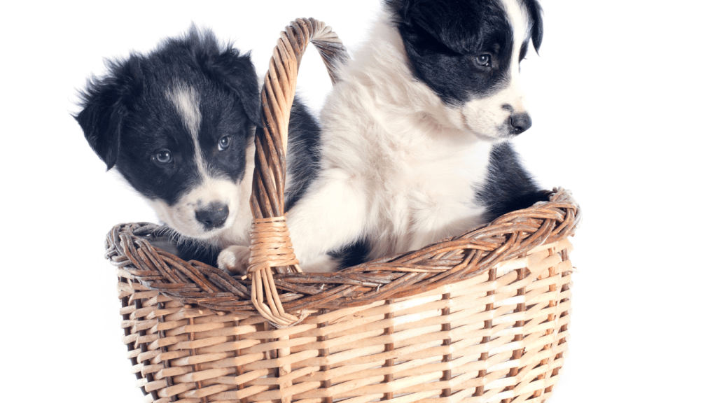 Are Border Collies Easy to Potty Train 2