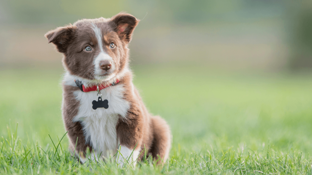 Are Border Collies Easy to Potty Train 3