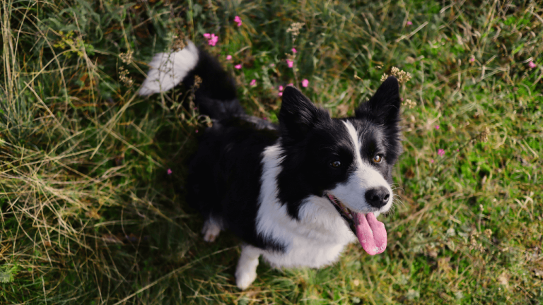 Are Border Collies Hypoallergenic? The Truth About Border Collie And Allergies