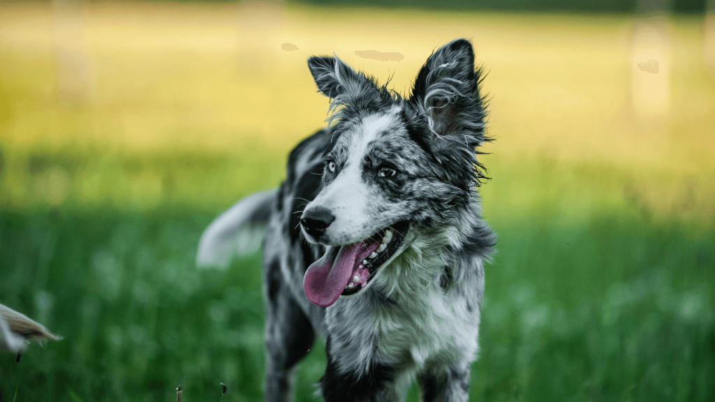 Best Harness For Border Collies 3