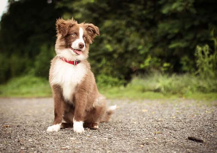 Can Border Collies Get Bloat