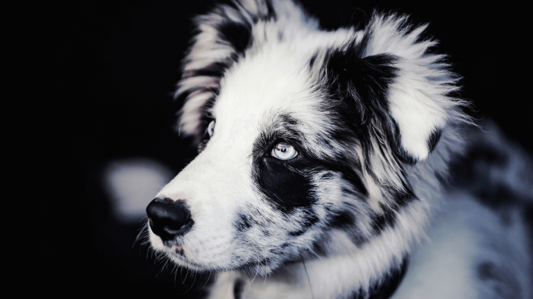 Can Border Collies Get Depressed? Understanding the Emotional Health of Your Dog