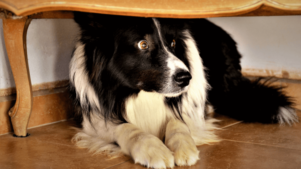 Can Border Collies Live in Apartments