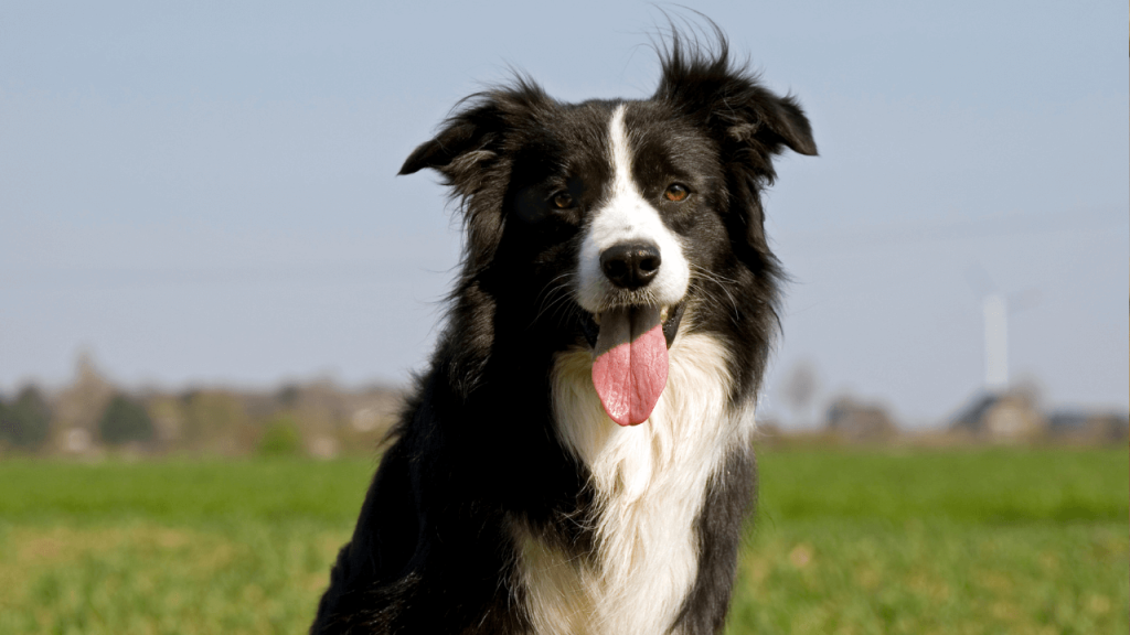 Can Border Collies Live in Apartments 2
