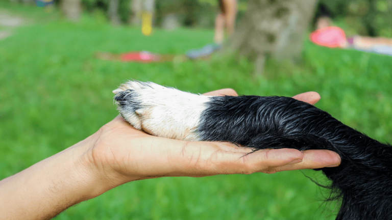 Do Border Collies Have Separation Anxiety? Understanding This Common Behavior in the Breed