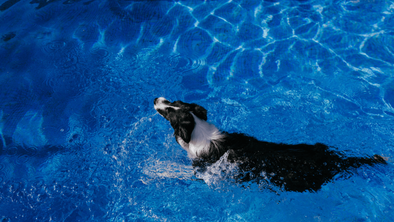 Do Border Collies Like Water? A Expert’s View on Border Collies and Their Relationship with Water