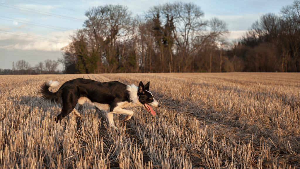 How to Stop Your Border Collie from Running Away
