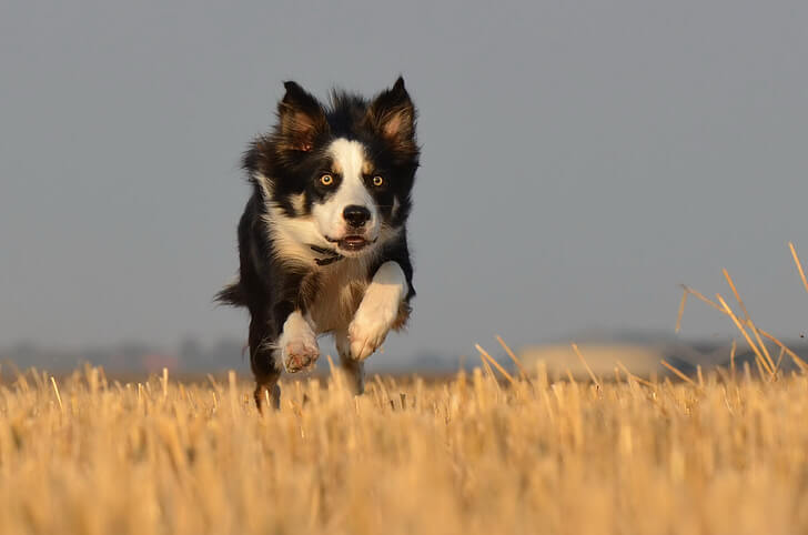 How to Stop Your Border Collie from Running Away 2