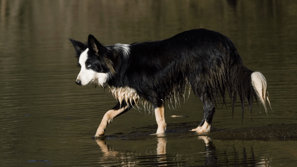 How to Stop Your Border Collie from Running Away 3