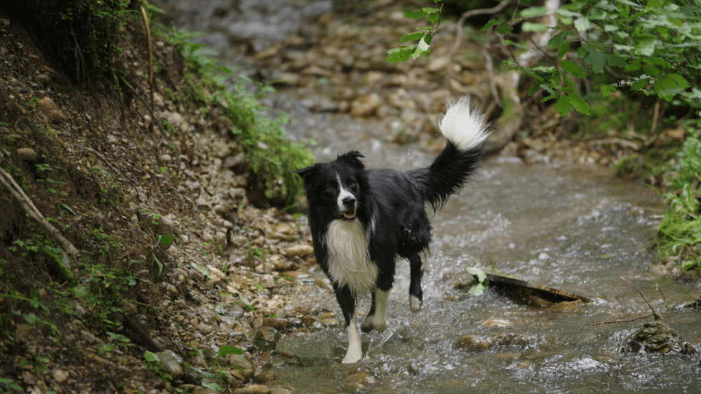 How to Stop Your Border Collie from Running Away 4