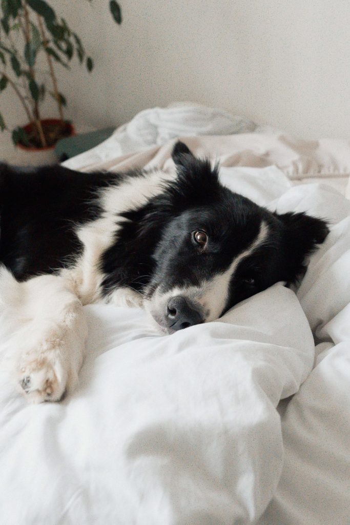 Should I Let My Border Collie Sleep With Me