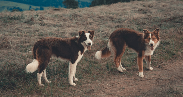 Are Border Collies Related To Foxes? Exploring the Genetic Similarities