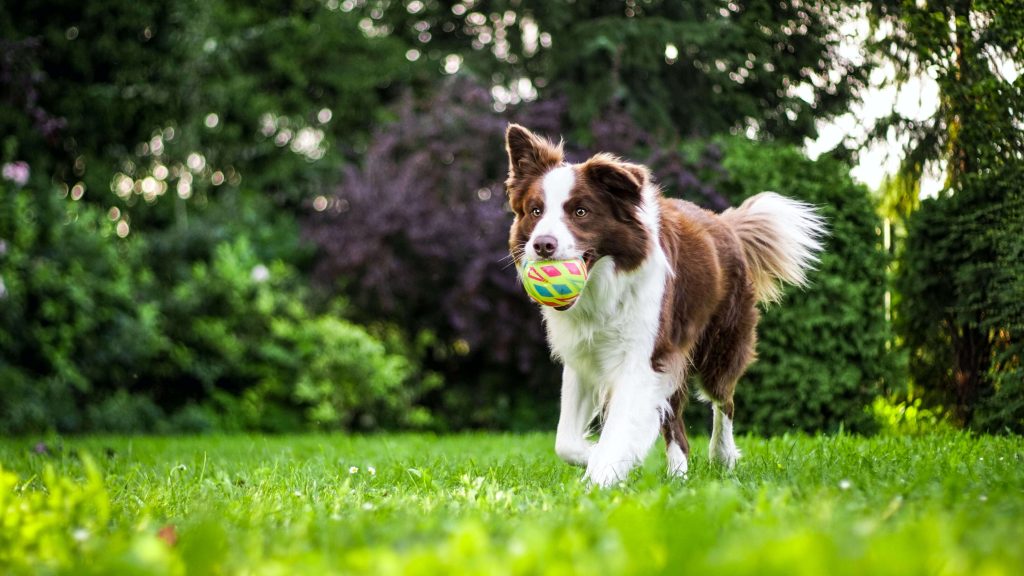 Best Crates for Border Collies