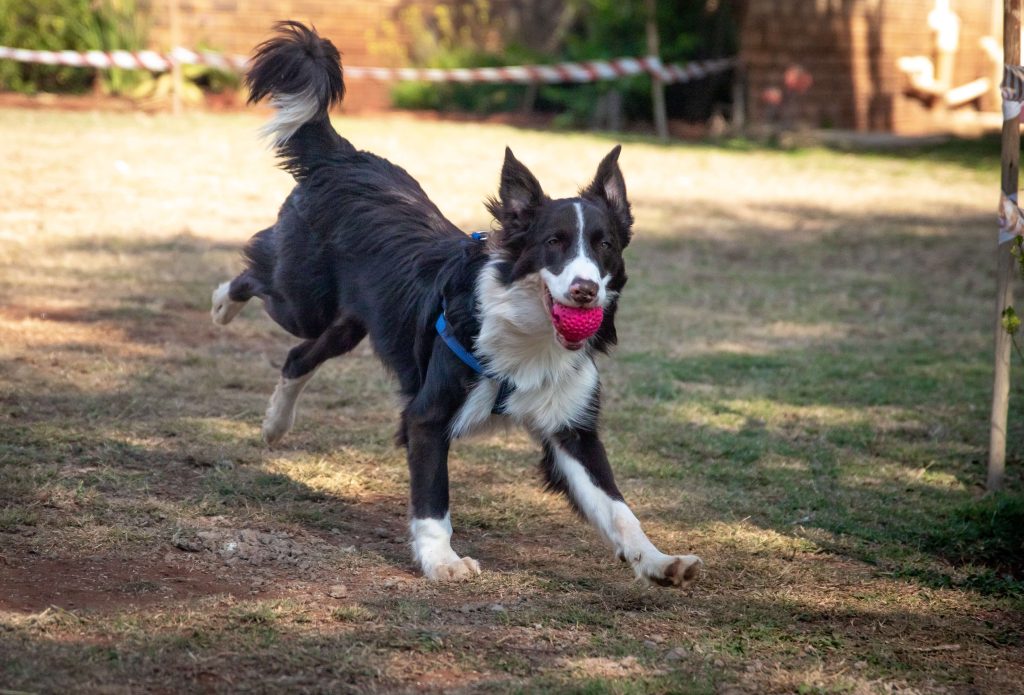 Best Crates For Border Collies 3