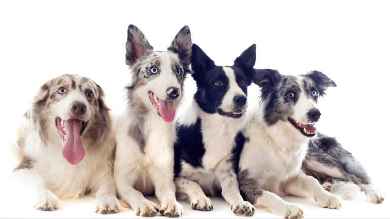 Best Food for Non Working Border Collies: A Guide to Healthy Nutrition