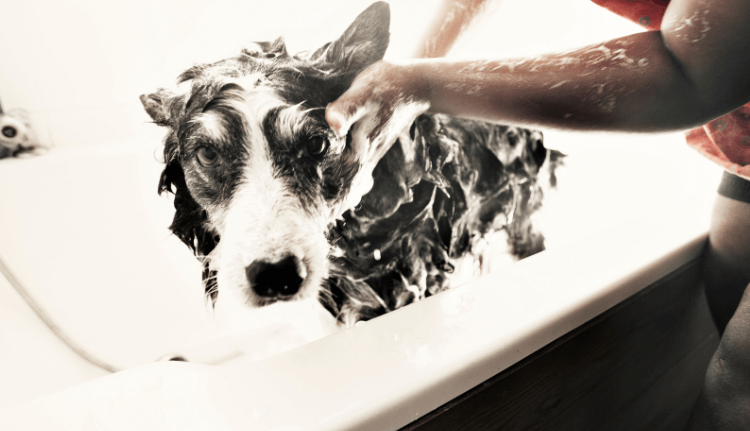 Best Shampoos for Border Collies 2