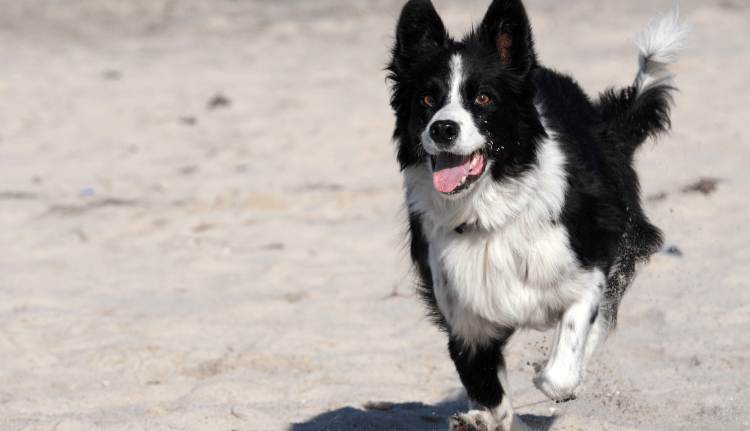 Best Shampoos for Border Collies 4