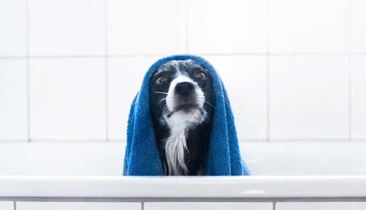 Best Shampoos for Border Collies
