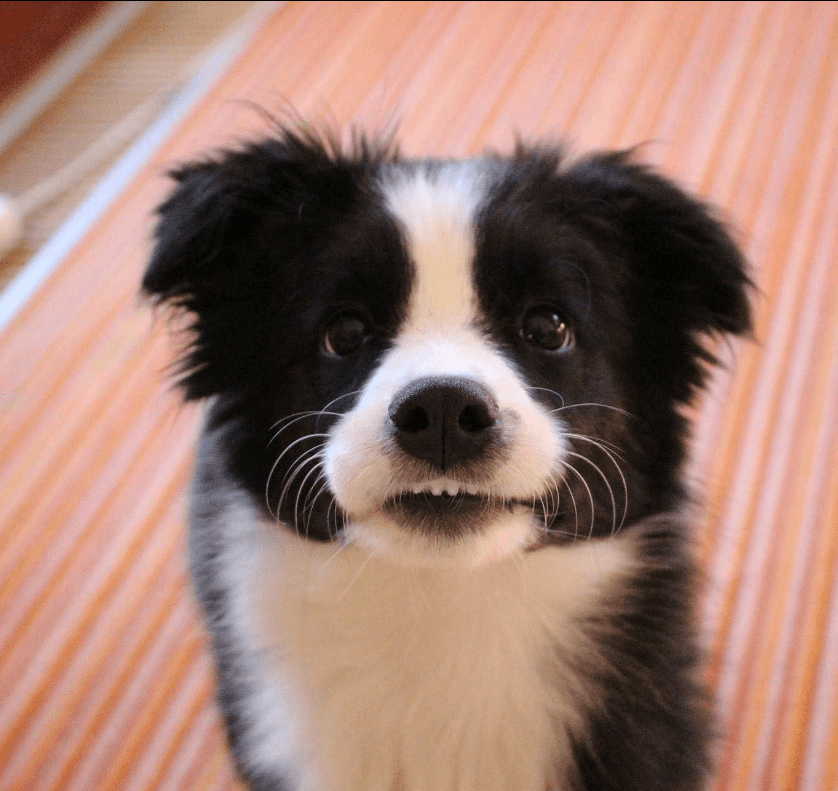 How Much Are Border Collie Puppies