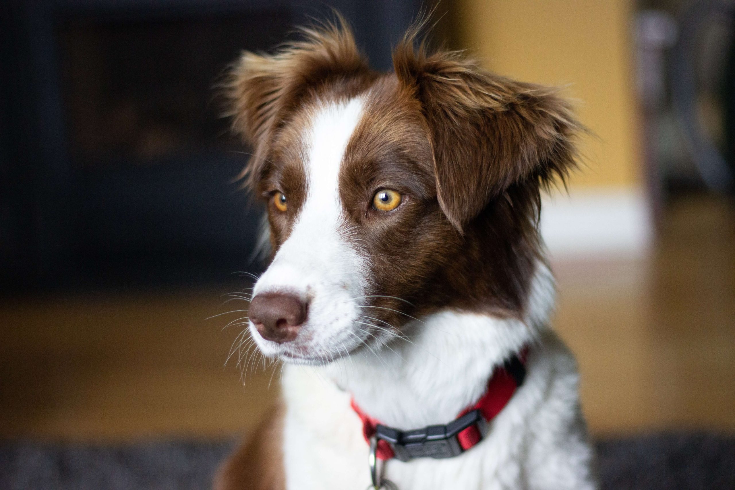 how much does a border collie shed