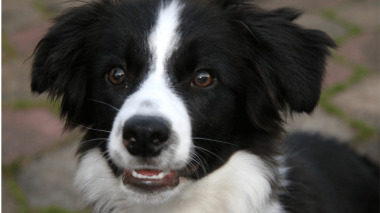 How Much Should a Border Collie Eat: Expert Feeding Guide