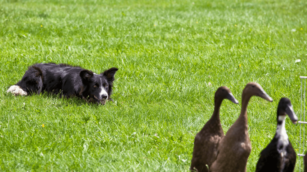 Are Border Collies Good With Chickens