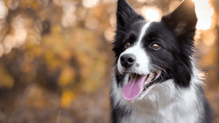 Are Border Collies Good With Kids? A Clear and Knowledgeable Answer