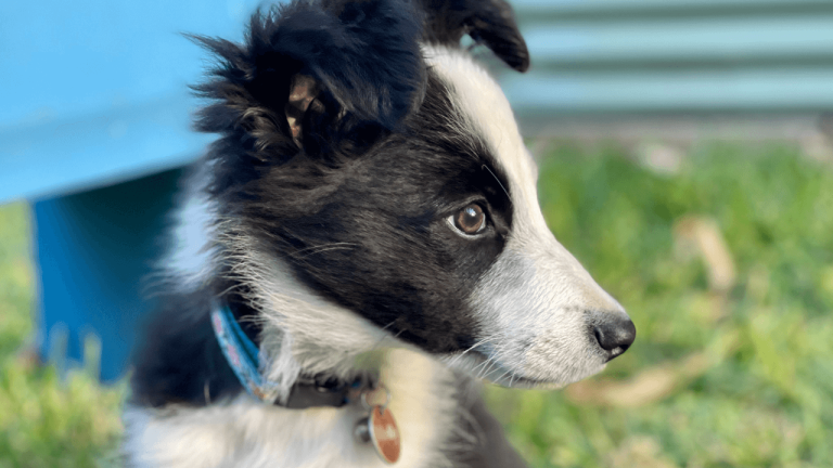 Are Border Collies Loyal? A Comprehensive Look at Their Loyalty and Temperament