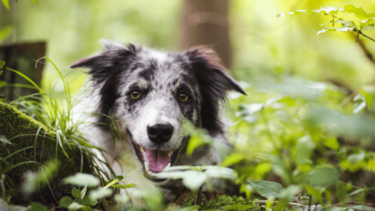 Are Border Collies Related to Wolves? Genetically Similar Or Vastly Different?