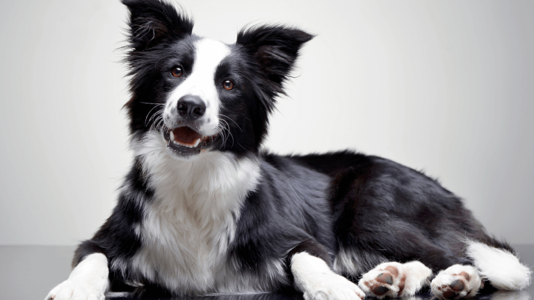 Border Collie Jobs: Opportunities for the Smartest Dog Breed