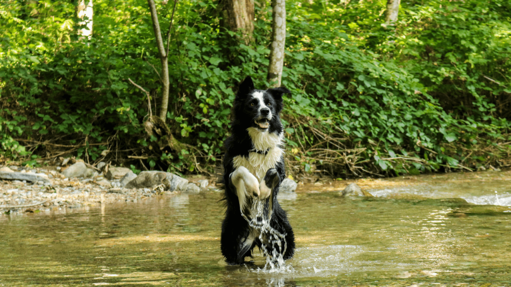 Border Collie Obsessions