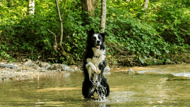 Border Collie Obsessions. The Top Obsessions Explained!