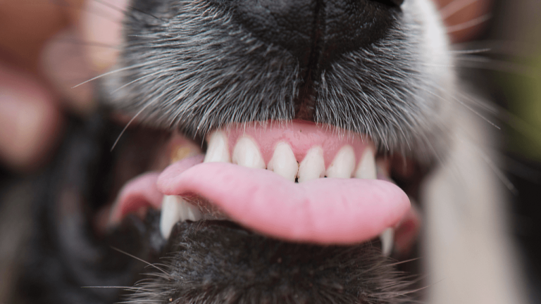 Border Collie Teeth Health: Tips for Keeping Your Pup’s Smile Bright